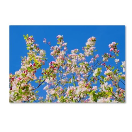 Cora Niele 'Spring Apple Blossom' Canvas Art,30x47